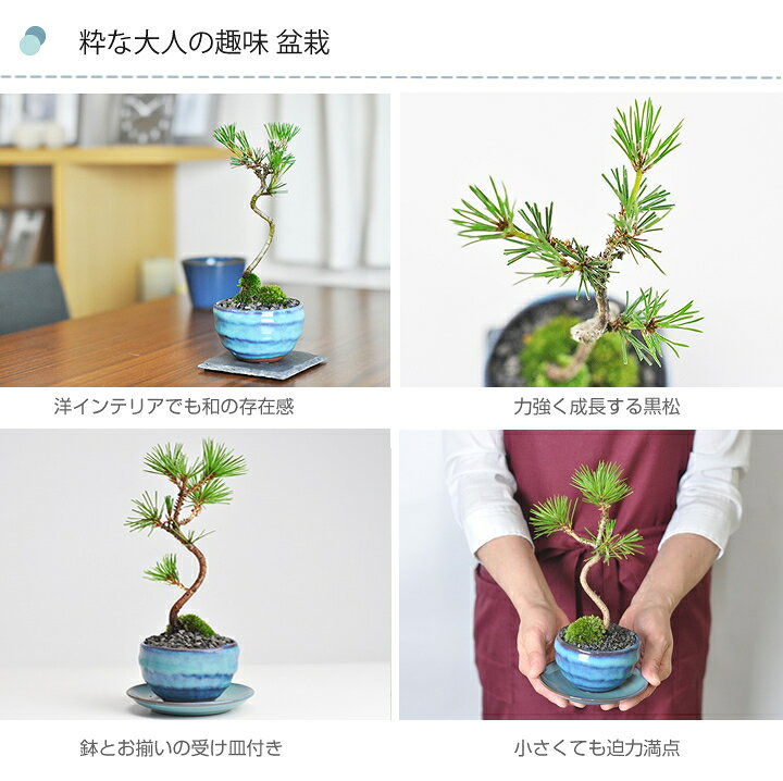 急ぎです。亡き祖父の年代物の盆栽4点と鉢セットを今週中に横浜まで 