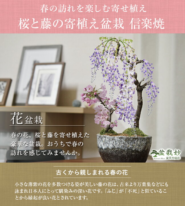 ギフト 22年4月開花予定藤と桜の寄せ植え盆栽藤と桜の開花は四月中頃より開花します 手作り信楽鉢入り