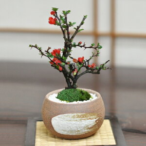 盆栽 小品盆栽 根上り長寿梅一重赤花 （父の日 盆栽の人気商品・通販 