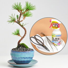 楽天市場 盆栽 初心者 セットの通販