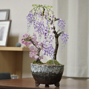 植木 盆栽 藤の人気商品 通販 価格比較 価格 Com