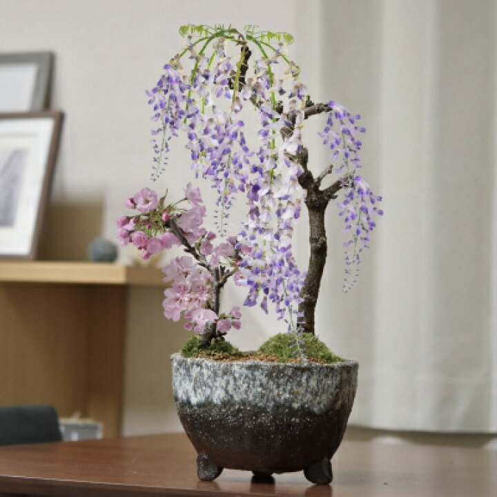 楽天市場 開花終了 盆栽 桜 藤 桜と藤の寄植え盆栽 信楽焼 三足青窯変鉢 ミニ桜 旭山桜 一才桜 ギフト プレゼント 贈り物 御祝い 母の日 誕生日 桜特集 盆栽妙 盆栽妙 楽天市場店