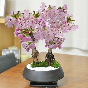 桜 鉢植え 盆栽 植木の人気商品 通販 価格比較 価格 Com