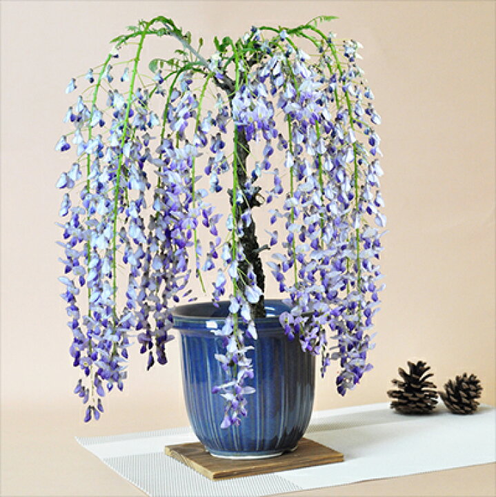 楽天市場 藤 盆栽 22年4月頃開花予想 1才藤 盆栽 フジ 紫花 鉢植え ギフト 盆栽 開店 お祝い 退職 ラッピング 母の日 父の日 敬老の日 誕生日 鬼滅 盆栽妙 楽天市場店 楽天市場 藤 盆栽 22年4月頃開花予想 1才藤 盆栽 フジ 紫花 鉢植え ギフト 盆栽 開店 お祝い 退職 ラッピング 母の日 父の日 敬老の日 誕生日 鬼滅 盆栽妙 楽天市場店