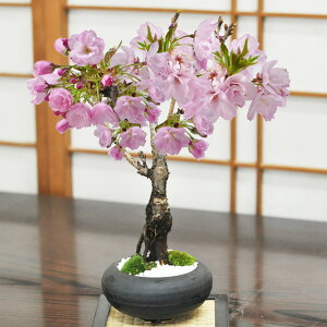 母の日 鉢植え おしゃれの人気商品 通販 価格比較 価格 Com