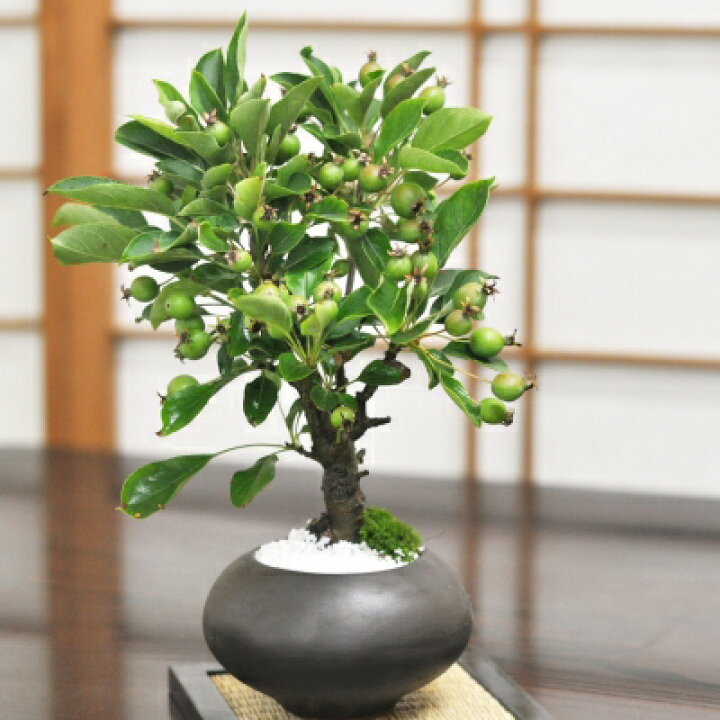 楽天市場】盆栽 りんご 黒丸和鉢 ミニりんご 姫りんご 小品 ミニ盆栽 