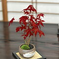 室内で秋を楽しめるように紅葉のミニ盆栽が欲しい！おしゃれな器で初心者が育てやすいのは？