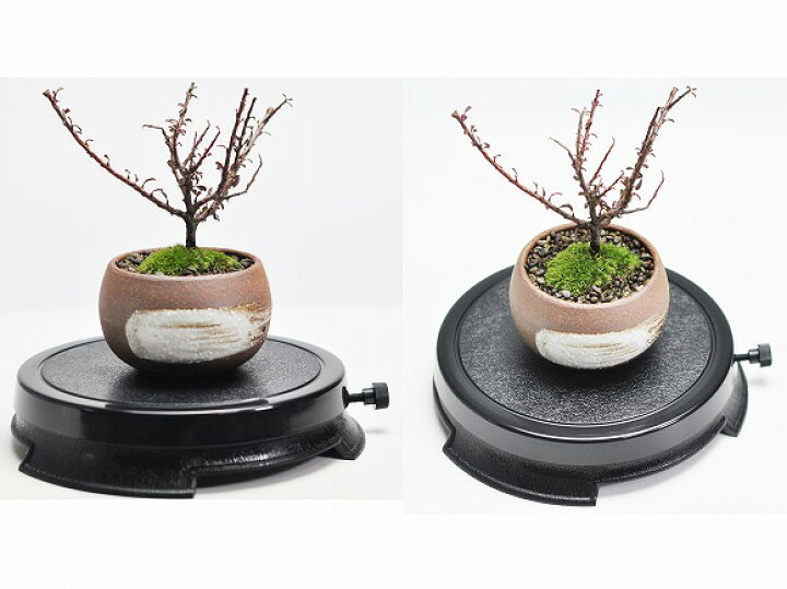 楽天市場】盆栽道具7点セット 盆栽はさみ 小枝切りはさみ 刃物油 盆栽 