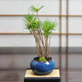 盆栽 松 黒松の寄せ植え ミニ盆栽 万古焼　トルコブルー 松盆栽 初心者 室内鑑賞 卓上盆栽 鉢植え シンボルツリー 誕生日 お祝い 退職 開店祝い 周年 結婚 引越 新築 送別 長寿祝い 母の日 父の日 敬老の日 年賀・正月 バレンタ