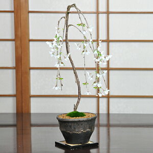 ミニ盆栽 桜 盆栽 植木の人気商品 通販 価格比較 価格 Com
