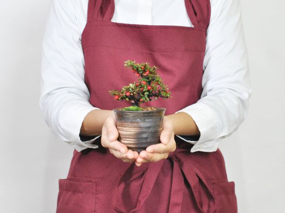 盆栽妙 白紫檀(しろしたん) 幅13cm×樹高15cm :20220717215617-01065