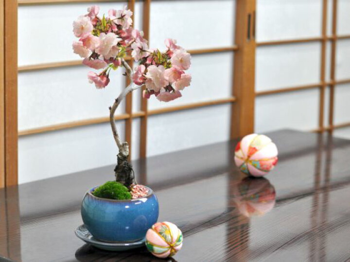 楽天市場】【ポイント5倍！10/17まで】開花終了 盆栽 桜 楊貴妃 ミニ 