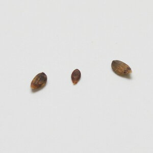 ~ JiVf(l/Fl)̎q ~͂̎