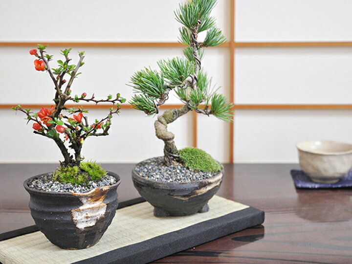 楽天市場】盆栽 和 敷物 ミニ畳 長方形 29cm × 15cm たたみ 敷畳 ミニ 