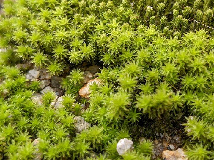 楽天市場】苔 スナゴケ 大トレー 砂苔 すなごけ 苔玉 苔テラリウム 苔 