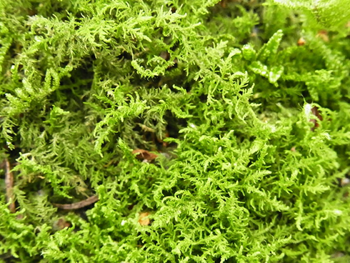 楽天市場】苔 ハイゴケ パック 這苔 はいごけ 苔玉 苔テラリウム 苔 