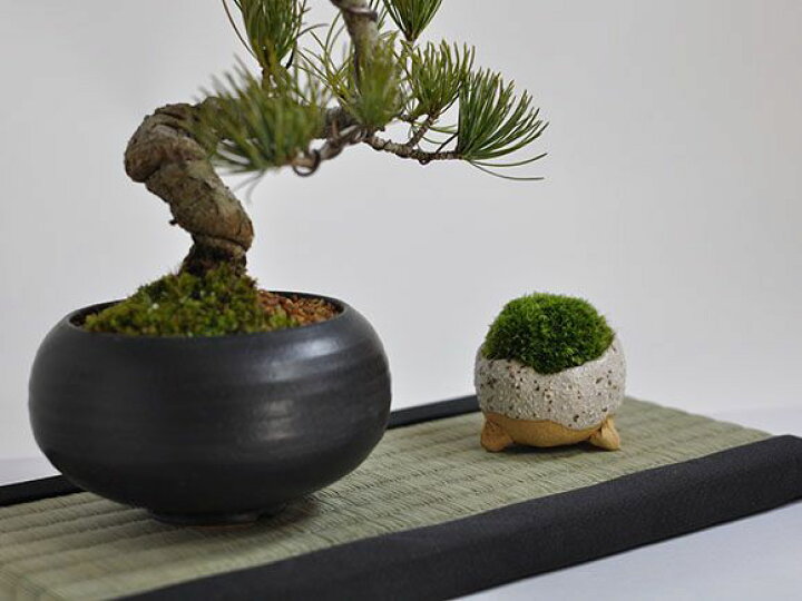 楽天市場】盆栽 和 敷物 ミニ畳 長方形 29cm × 15cm たたみ 敷畳 ミニ 