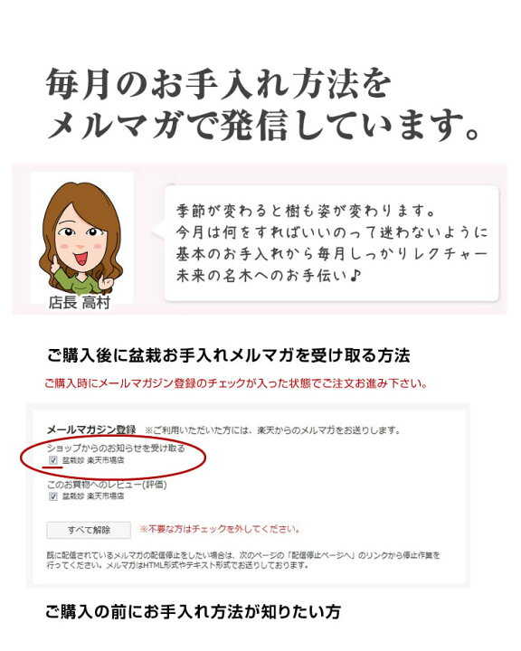 楽天市場】盆栽 松 黒松 ミニ盆栽 ミニ 松盆栽 ミニ黒松 初心者 室内 