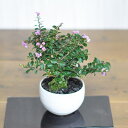 ミニ盆栽 ミニサルスベリ ミニミニ盆栽 ミニ ミニサイズ かわいい 初心者 室内 鑑賞 夏に開花 花物ミニ盆栽 花もの 鉢植え 贈り物 ギフト プレゼント 贈答品 贈答 盆栽ギフト ギフト用ミニ盆栽 鉢植えギフト 誕生日 父の日 お祝い