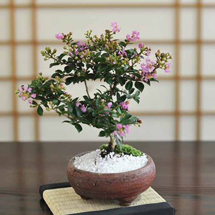 楽天市場 盆栽 百日紅 ヒャクジツコウ サルスベリ 夏に開花 ミニ盆栽 ミニ 花物盆栽 花もの 誕生日 お祝い ギフト プレゼント 贈り物 ラッピング 鉢植え 夏ギフト 鉢花 盆栽妙 盆栽妙 楽天市場店