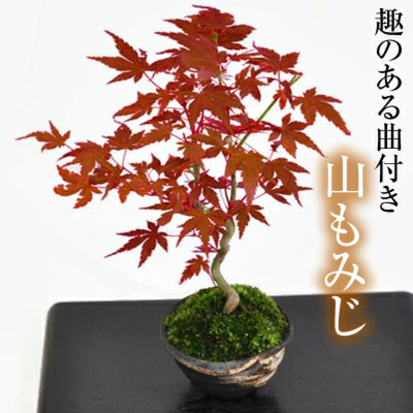 楽天市場 | 盆栽妙 楽天市場店 - 紅葉する盆栽特集2025
