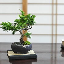 楽天市場】盆栽 真柏 シャリ（花・観葉植物｜花・ガーデン・DIY）の通販