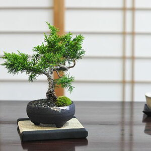 ~ ^ ~j^ ~j~ S ӏ ~j   bonsai ڂ񂳂 ς S  v[g Mtg i 蕨 a j ̓ ̓ hV̓