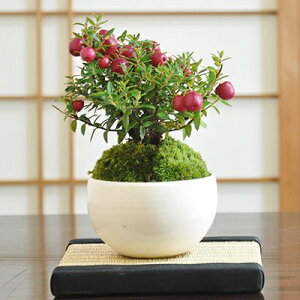 盆栽 ミニ盆栽 真珠の木 赤 ペルネチア モダン かわいい 初心者 室内 鑑賞 趣味 鉢植え 卓上盆栽 パールツリー ハッピーベリー 贈り物 ギフト プレゼント 贈答品 誕生日 母の日 父の日