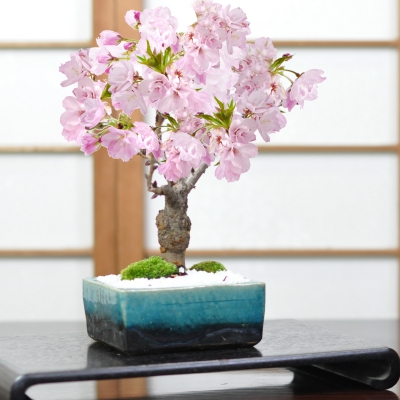 ミニ盆栽 桜 盆栽 植木の人気商品・通販・価格比較 - 価格.com