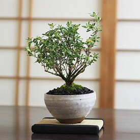 盆栽 白丁花 ハクチョウゲ 白丁木 白鳥花 ミニ盆栽 ミニ 初心者 室内 プレゼント ギフト 贈り物 贈答品 誕生日 お祝い退職 開店祝い 周年 移転 送別 昇進 長寿祝い 母の日 父の日 敬老の日 ミニチュア