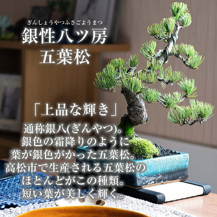 楽天市場】盆栽 松 五葉松 至高の盆栽 本場四国産 ブランド 高級 
