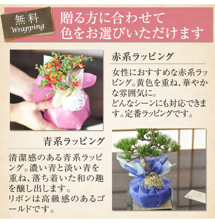 楽天市場】ミニ盆栽 松 黒松 石つき ミニミニ盆栽 室内 初心者 