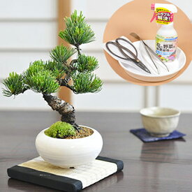 Bonsai 松 五葉松とはじめて道具セットミニ盆栽 ハサミ ピンセット 薬剤 園芸トレー 盆栽道具 初心者 入門 鑑賞かっこいい松 育てやすい五葉松の盆栽 和モダン卓上盆栽 盆栽妙 敬老の日