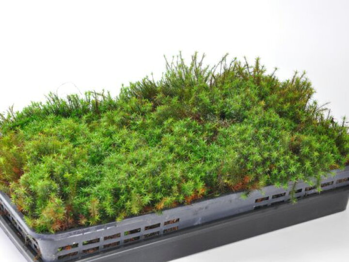 楽天市場】苔 スギゴケ 大トレー 杉苔 すぎごけ 苔玉 苔テラリウム 苔 