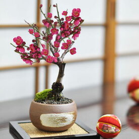 ミニ盆栽 梅 ミニ 紅梅 ミニミニ盆栽 ハケメ茶丸鉢 梅ミニ盆栽 梅のミニ盆栽 初心者 室内 肥料付き ミニサイズ 花もの ギフト プレゼント 贈り物 贈答品 お祝い 開店 オープン 移転 昇進 退職 敬老の日 誕生日 結婚 結婚記