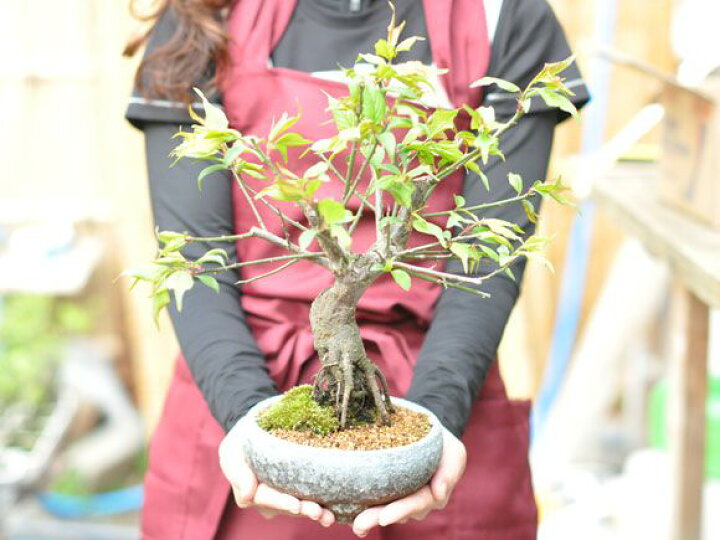 楽天市場】盆栽 梅 紅梅 信楽鉄鉢 ミニ盆栽 小品盆栽 梅盆栽 梅の盆栽  