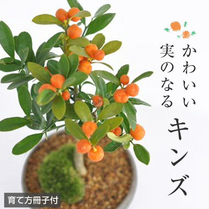 楽天市場】盆栽 キンズ 金豆 ミニ盆栽 室内 初心者 かわいい 実のなる 