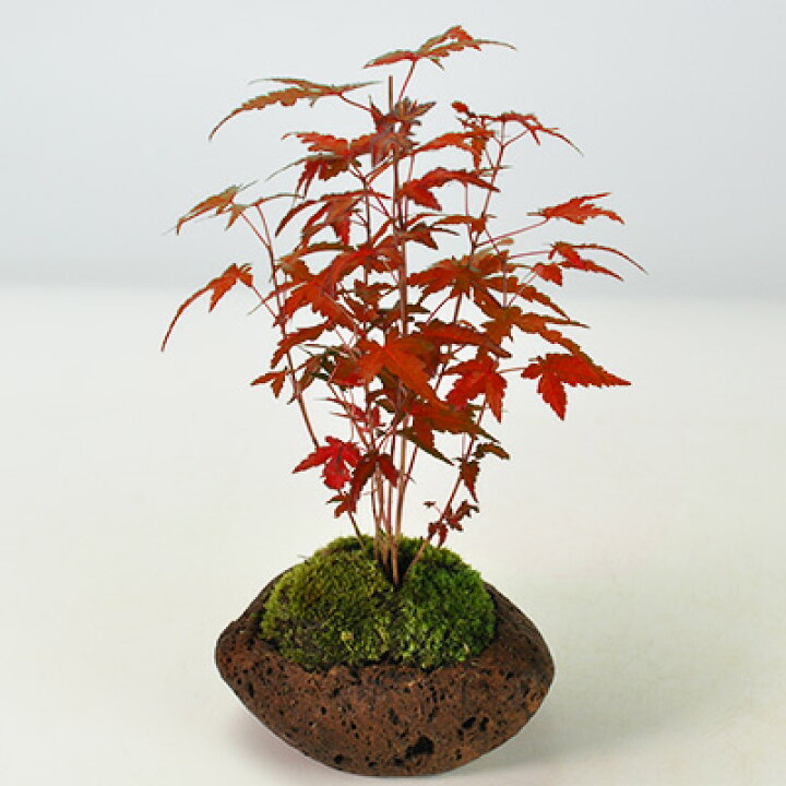 楽天市場】盆栽 もみじ 寄せ植え 石付き 山もみじ 紅葉 ミニ盆栽 