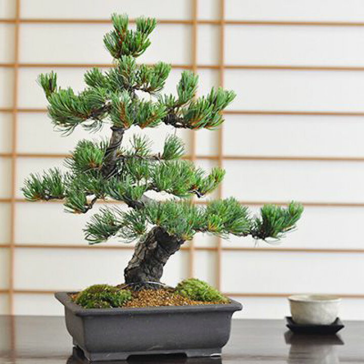 楽天市場】盆栽 松 五葉松 威風堂々 大品 ミニ盆栽 趣味 高級 初心者  