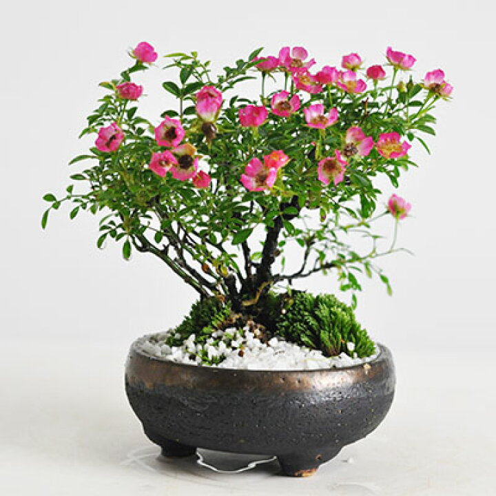 楽天市場】＼最大10%OFFクーポン！7/25迄／ミニ盆栽 バラ 薔薇 