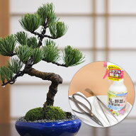 父の日 盆栽 五葉松 はじめての4点道具セット 樹齢7年 松 高松盆栽 ミニ 初心者 本格 趣味 はさみ 薬剤 …