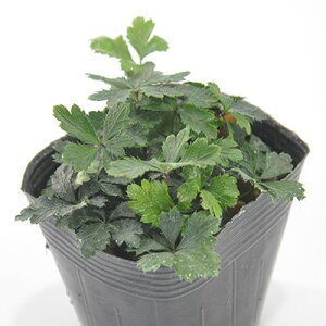 R쑐 oCJIE ~ԃI[ a ~ ~͑f 񂹐A |bg A |