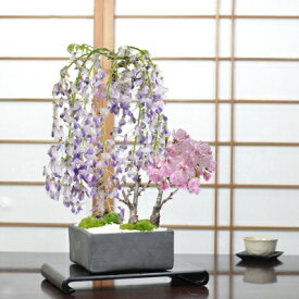 桜 盆栽 桜と藤の寄植え盆栽 信楽焼 瓦鉢正角 桜盆栽 藤盆栽 ミニ桜 旭山桜 一才桜 一才藤 室内 鑑賞 プレゼント ギフト 贈り物 贈答品 誕生日 退職 開店祝い 周年 結婚 入学 移転 送別 昇進 長寿祝い 母の日 父の日 敬老の日 父母