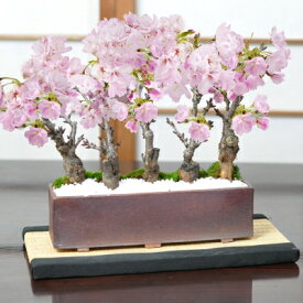 開花終了 桜 盆栽 桜盆栽 桜街道 ミニ桜5本植え 万古焼 モダン長方鉢【受け皿付き】おしゃれ モダン 盆栽ギフト 室内 花見 初心者 贈り物 ギフト プレゼント 誕生日 父の日 退職 開店祝い 結婚 入学 移転 送別 昇進 長寿祝い バレンタインデー ホワ