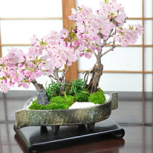 桜 盆栽 桜盆栽 桜の豪華寄植え 落ち葉型 信楽焼鉢 12号 大型盆栽 旭山桜 八重桜 お花見 鉢植え 盆栽ギフト 鉢花ギフト 贈り物 ギフト プレゼント 誕生日 父の日