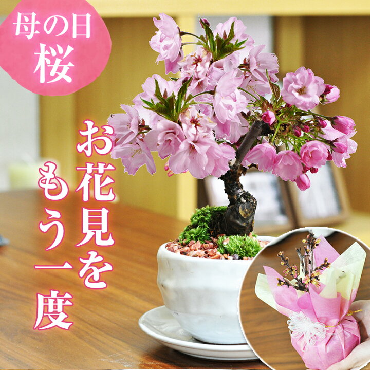 最大10 OFFクーポン 7 11迄 桜 盆栽 5月に開花 桜の盆栽 ミニ盆栽 ミニ桜 遅咲きの桜 万古焼陶器鉢 鉢植え 花 ミニ 花盆栽 桜盆栽 室内 初心者 盆栽入門 ギフト プレゼント 贈り物 おしゃれ モダン ミニ盆栽 桜 旭山桜 一才桜 開 盆栽妙 店