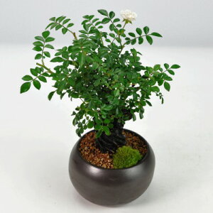 ~ ~j~ オPo  o ~j  A ~jTCY ڂ񂳂 bonsai {TC v[g Mtg 蕨 i a j ̓ ̓ JXj Ԕ A  