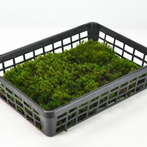  ۑ(Vb|SP)g[ ۂ   RP eE RPE ۃE ۋ ~ ۖ~ ~͉ ~͑ g[ e