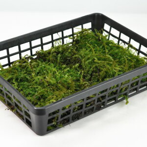  (Rc{SP)g[ ڂ   RP eE RPE ۃE ۋ ~ ۖ~ ~͉ ~͑ g[ e