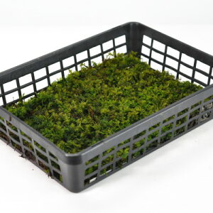  E(VmuSP)g[ ̂Ԃ   RP eE RPE ۃE ۋ ~ ۖ~ ~͉ ~͑ g[ e